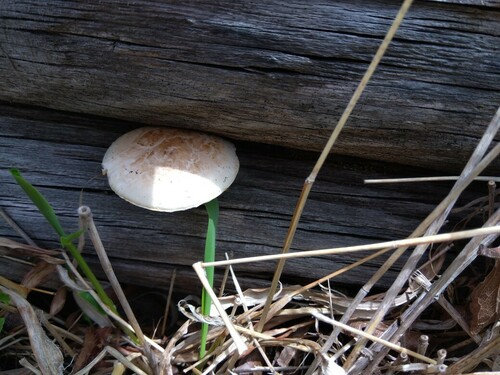 Neolentinus lepideus
