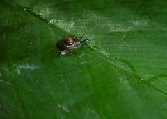 Habroconus