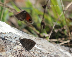 Stygionympha scotina