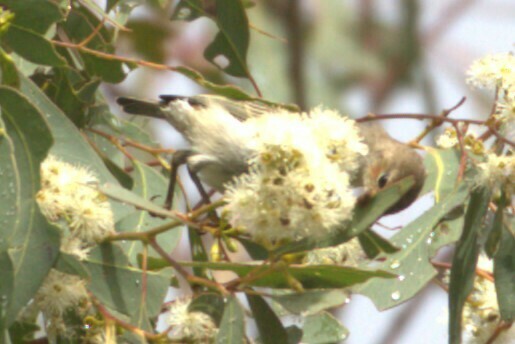 Myzomelas from Goolman QLD 4306, Australia on May 25, 2024 at 0123 PM