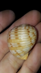 Tonna tankervillii