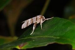 Flammona quadrifasciata