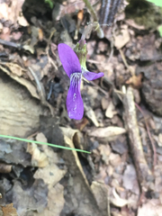 Viola palmata