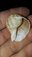 Tonna tankervillii
