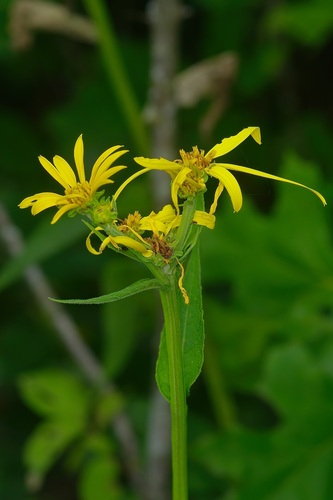 Image of Verbesina helianthoides by (c) Michelle W. （鍾偉瑋）, some rights reserved (CC BY)