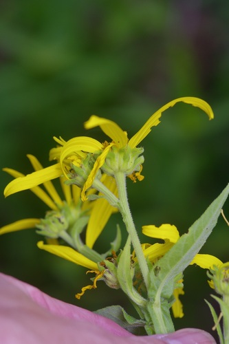 Image of Verbesina helianthoides by (c) Michelle W. （鍾偉瑋）, some rights reserved (CC BY)