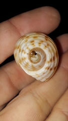 Tonna tankervillii