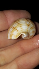 Tonna tankervillii
