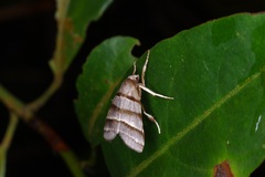 Flammona quadrifasciata