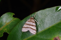 Flammona quadrifasciata