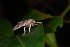 Flammona quadrifasciata