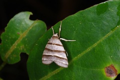 Flammona quadrifasciata