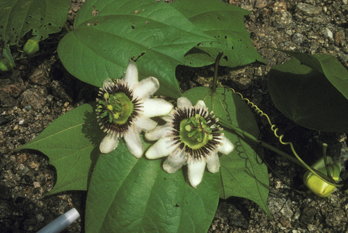 Passiflora chrysosepala
