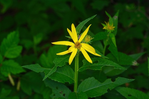 Image of Verbesina helianthoides by (c) Michelle W. （鍾偉瑋）, some rights reserved (CC BY)