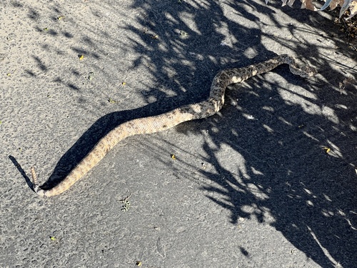 iNaturalist observation photo of Southwestern Speckled Rattlesnake