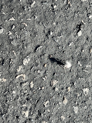 iNaturalist observation photo of Thistledown Velvet Ant