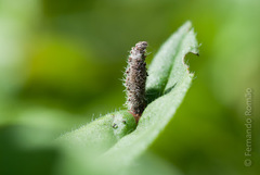 Coleophora pennella