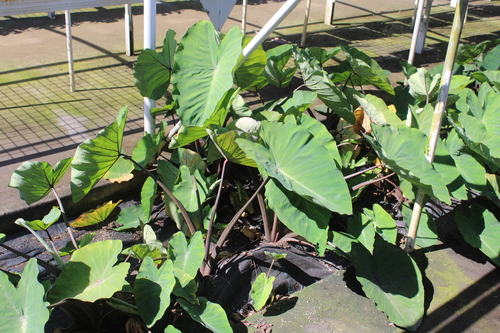 Colocasia esculenta observed 2024-05-22