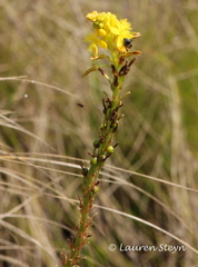 Bulbine latifolia latifolia
