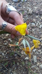 Calochortus amabilis