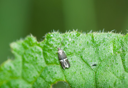Douglasiidae