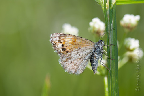 Isturgia famula