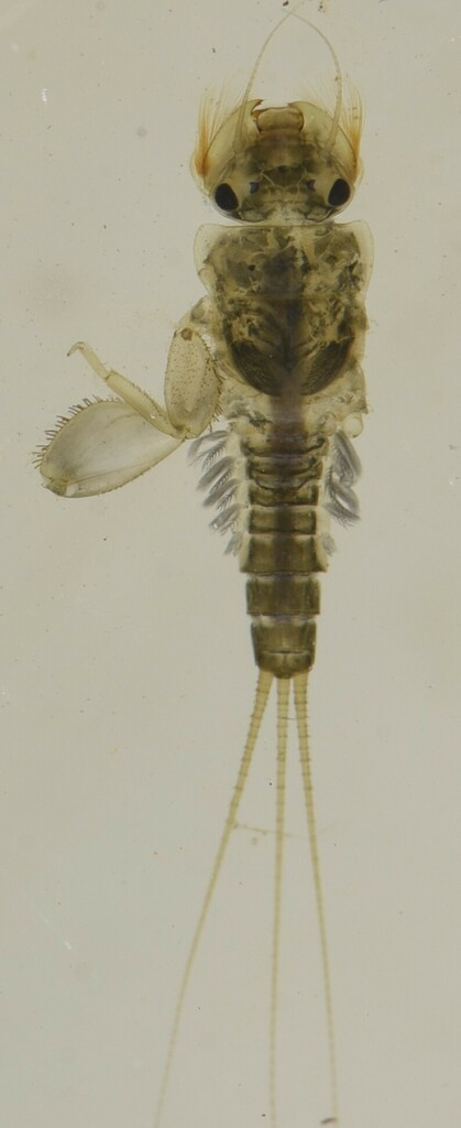 Tricorythus tinctus