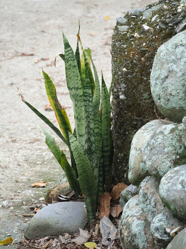 Sansevieria trifasciata 'Sayuri' 2