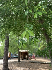 Magnoliales