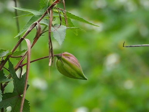 Image of Abelmoschus moschatus by no rights reserved
