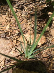 Sisyrinchium mucronatum