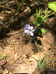 Sisyrinchium mucronatum