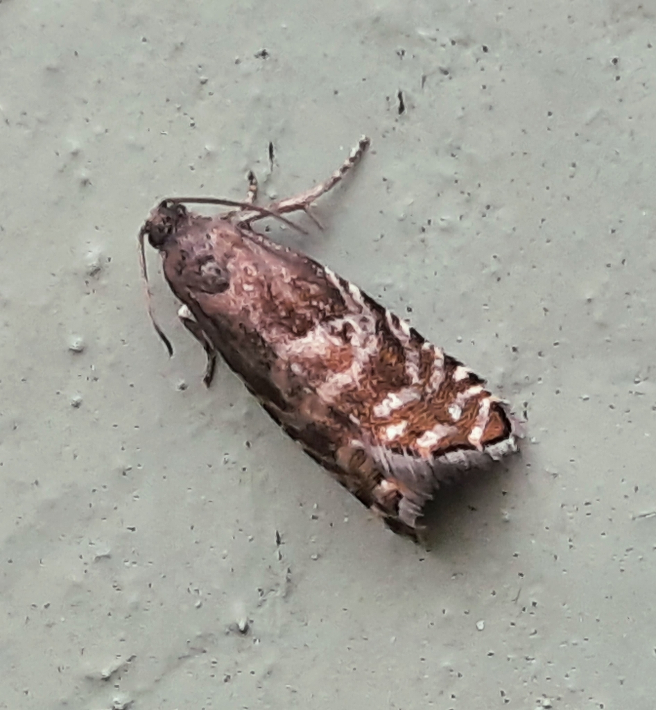 Spruce Seed Moth from 80510 Kontiolahti, Suomi on May 25, 2024 at 10:25 ...