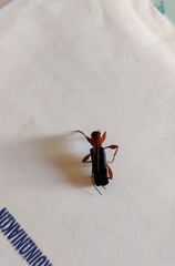Phymatodes testaceus