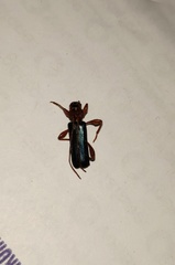 Phymatodes testaceus
