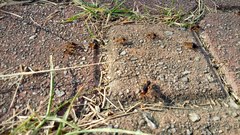 Macrotermes carbonarius