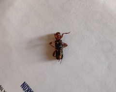 Phymatodes testaceus