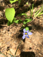 Sisyrinchium mucronatum