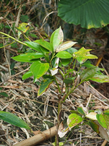 Cinnamomum kotoense