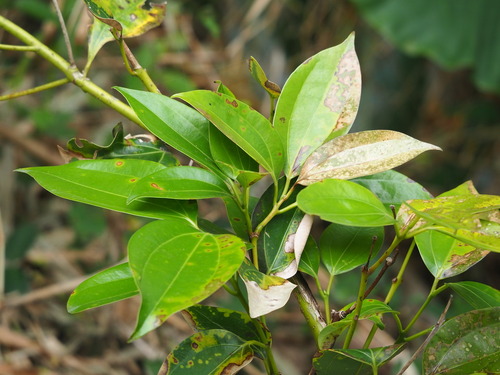 Cinnamomum kotoense