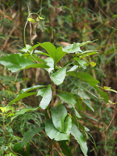 Image of Large-Leaved Nanmu (Machilus japonicus) by no rights reserved