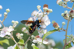 Megascolia maculata flavifrons
