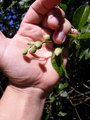 Amphilophium crucigerum