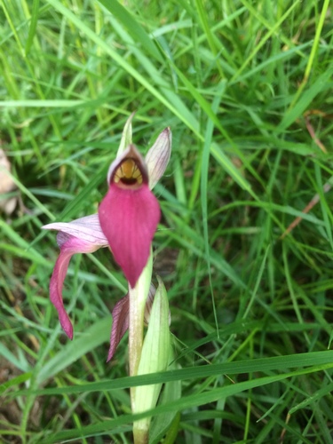 Tongue Orchid