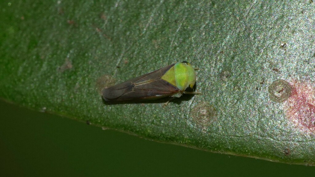 Idioscopus pretiosus