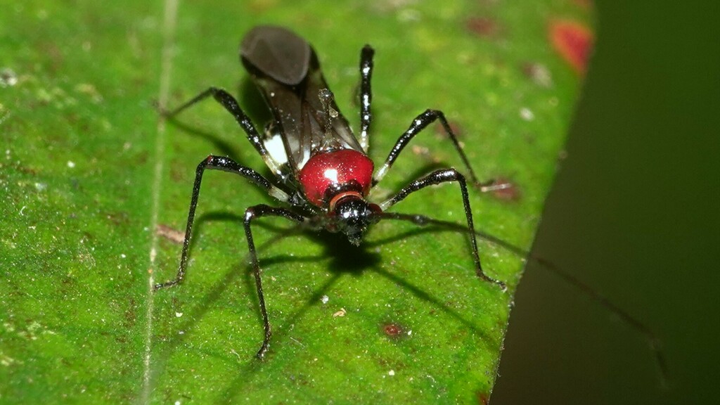 Helopeltis antonii from Lingmala, Mahabaleshwar on May 5, 2024 at 02:40 ...