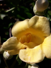 Amphilophium crucigerum