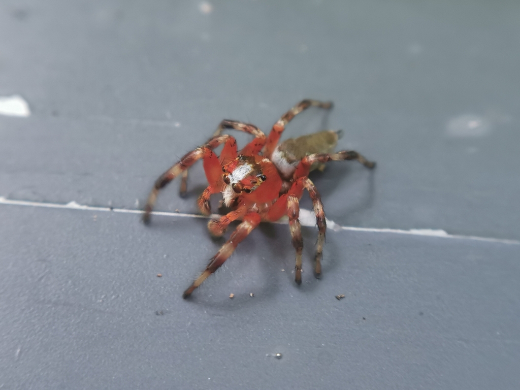Plexippoides potanini