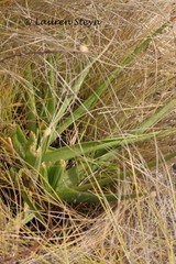 Bulbine latifolia latifolia