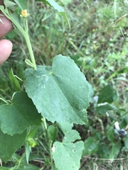 Abutilon fruticosum